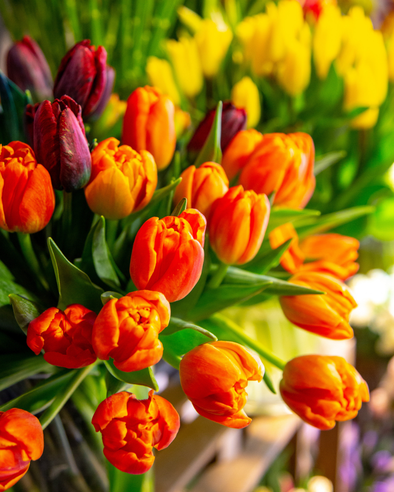tulips
