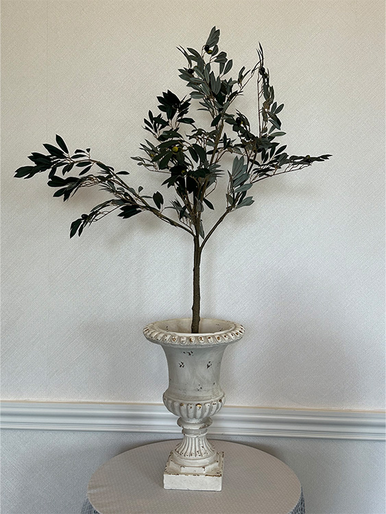 olive tree set in pot