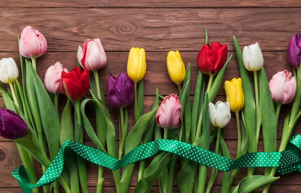 A Guide to Tulip Colors