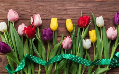 A Guide to Tulip Colors
