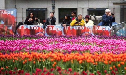 Flower Bulb Day  is in Celebration of International Women’s Day