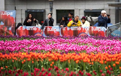 Flower Bulb Day  is in Celebration of International Women’s Day