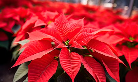 Poinsettias