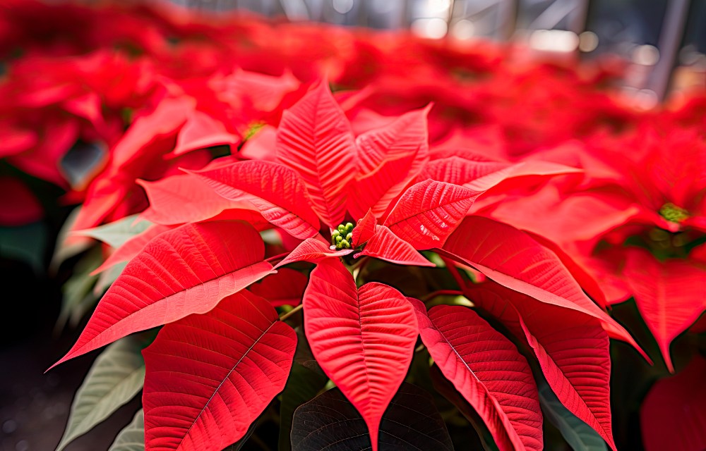 Poinsettias