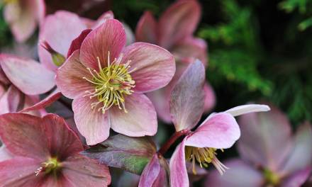 Hellebores Just Keep Getting Better