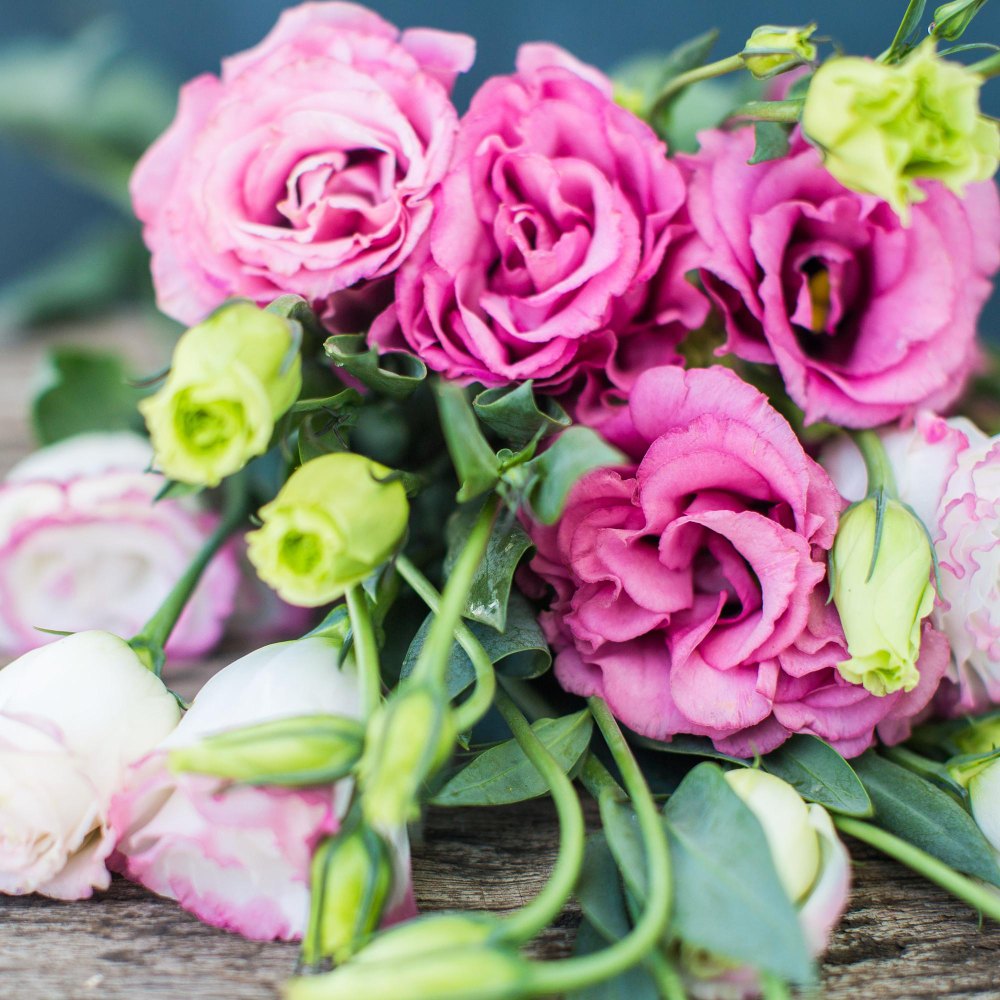 lisianthus