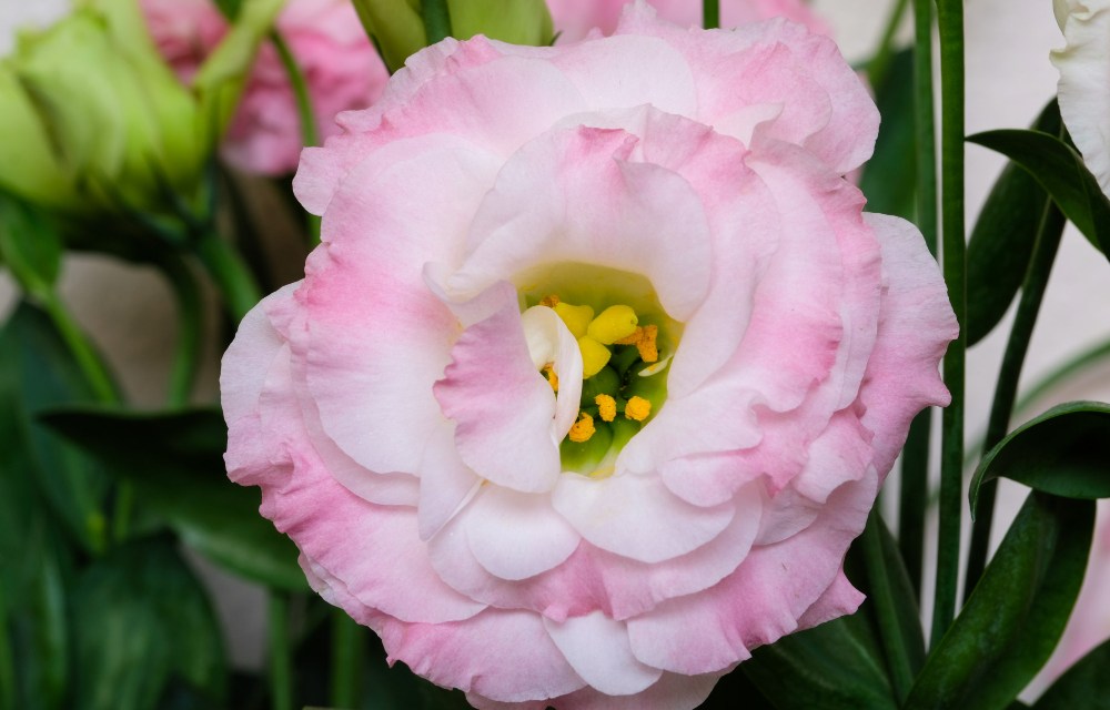 Tips for Using Lisianthus in Wedding Bouquets