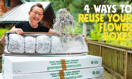 4 Ways to Reuse your Flower Boxes!