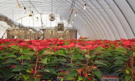 Christmas flowers ready for the holiday season