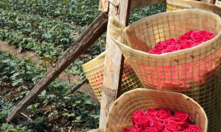 Cosentino: Where are the flowers?