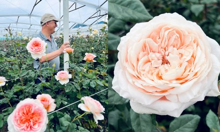 My Magical Trip to Alexandra Farms