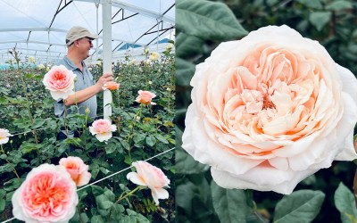 My Magical Trip to Alexandra Farms
