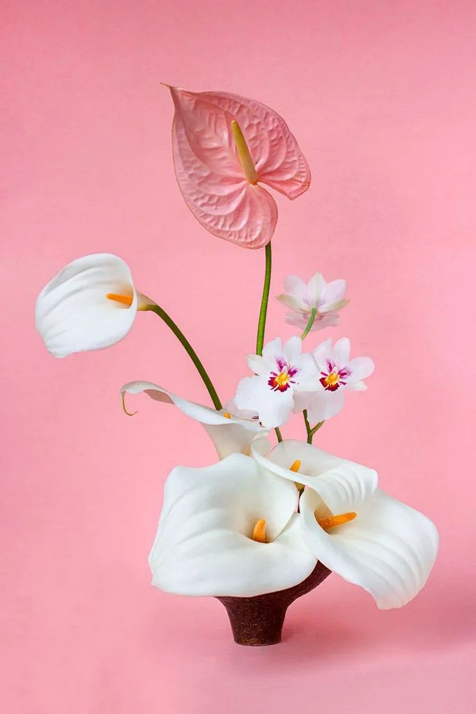 hattie molloy white and pink flowers against pink background hattie molloy white and pink flowers against pink background