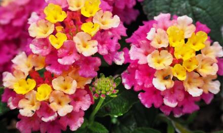 Historically Speaking: Florists a big part of Dover