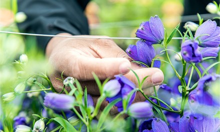The Enchantment of Cut Flower Breeding