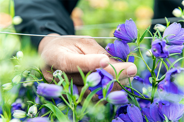 The Enchantment of Cut Flower Breeding