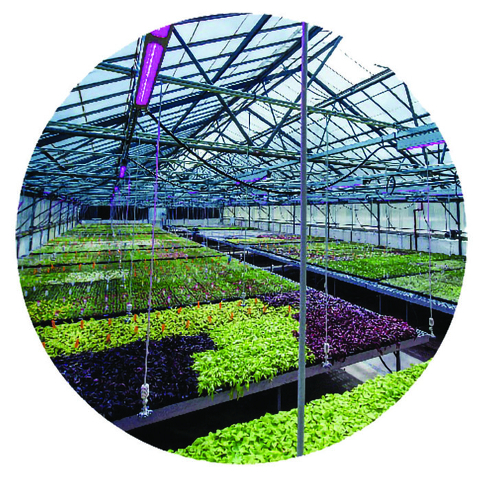 ball seeds greenhouse