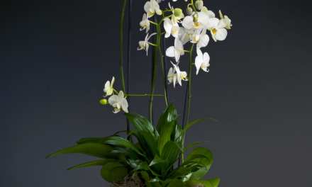 Industry Leader Westerlay Orchids to Showcase World-Class Collection Guided by Forward-Thinking Vision at the Tropical Plant International Expo,