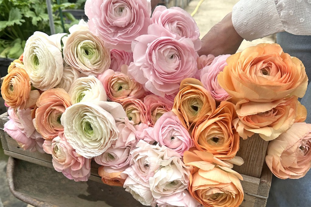 beautiful rannuculus flowers