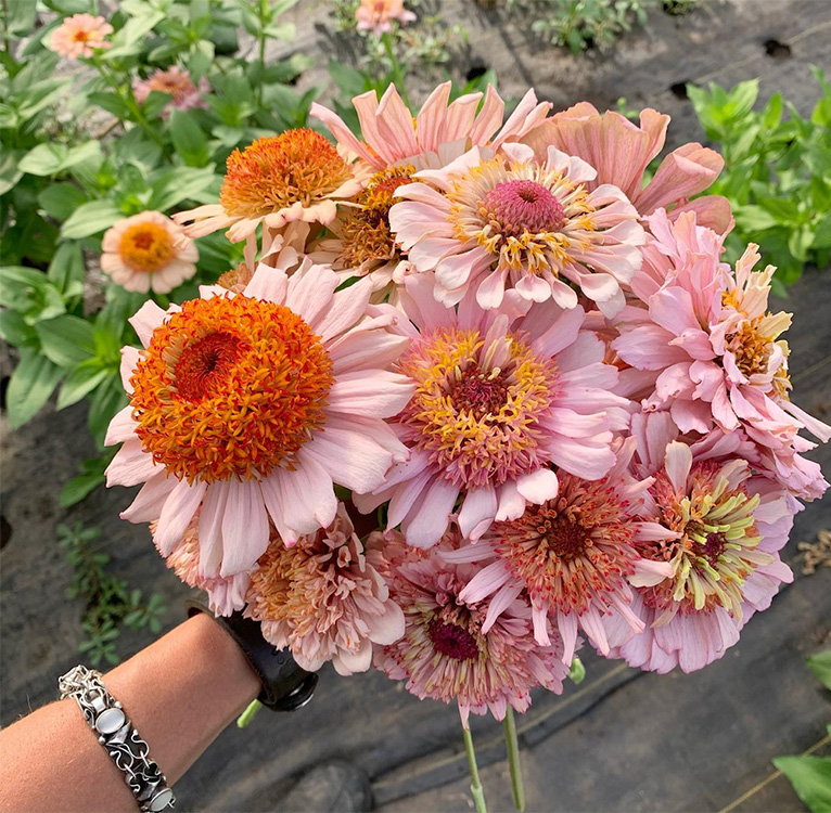 beautiful flowers