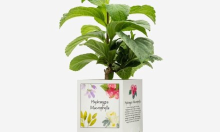 Retail Sleeve offers plastic-free alternative to pots