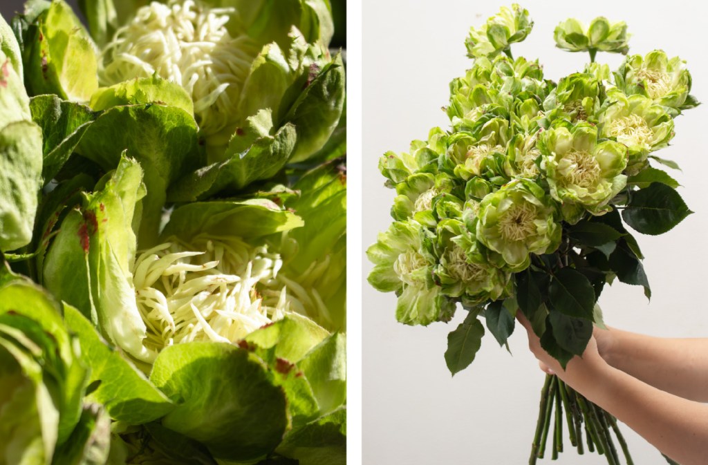 veggie green roses
