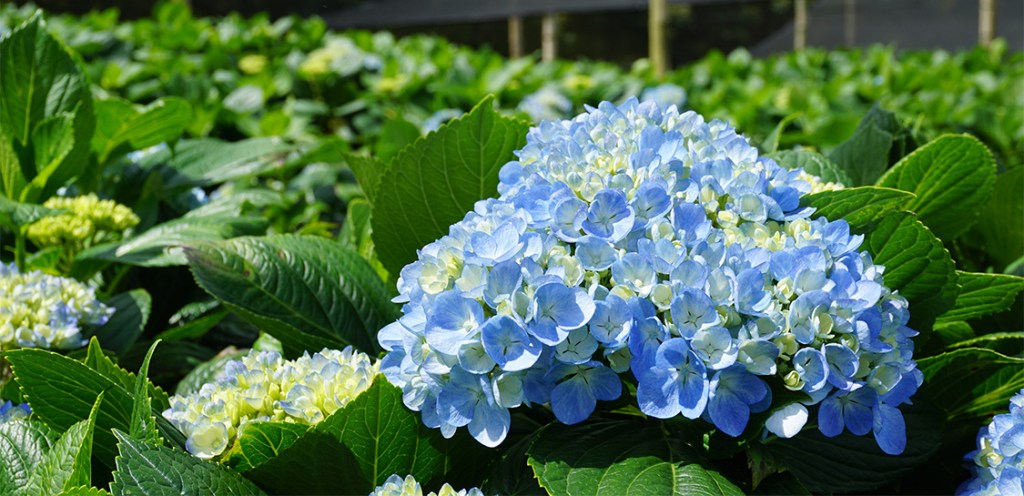 blue hydrangea