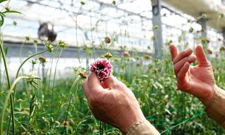 VOX POPULI: Spare a thought for florists as pandemic steps on flower sales