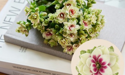 Bicolor Kalanchoe Cut Flowers