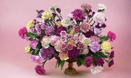 All About Carnations – January’s Flower
