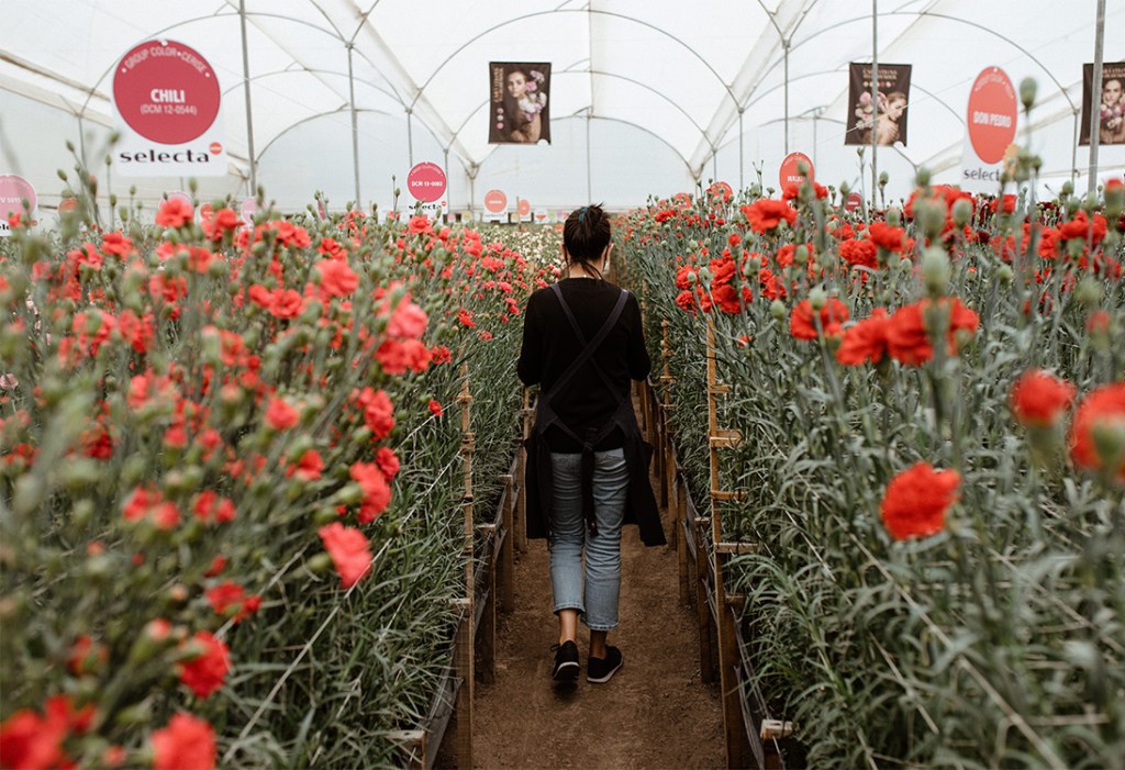 carnation trial