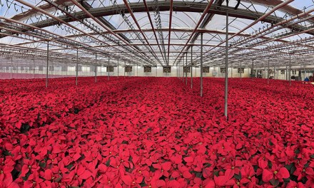 Heartland Growers Cultivates Poinsettias