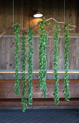 hanging foliage