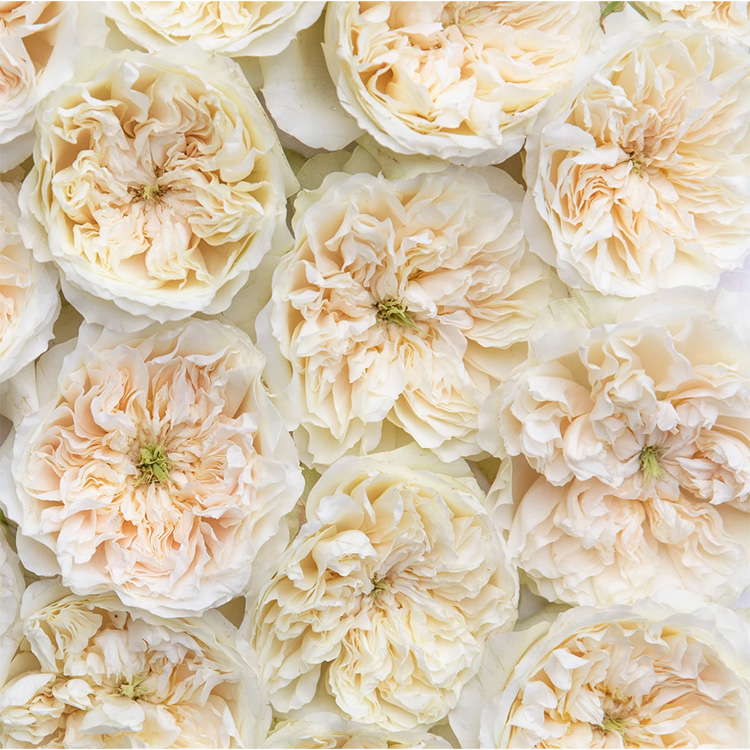 close up of enid garden rose