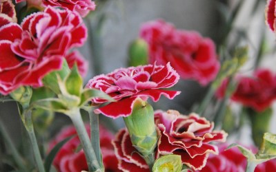 Carnations have made a comeback