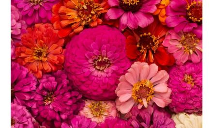 J. Schwanke’s Influence on The Floral Industry