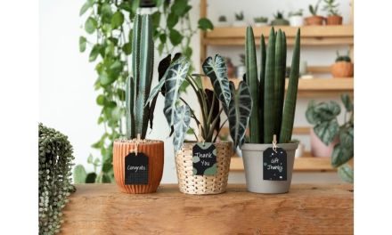 Houseplant Boom