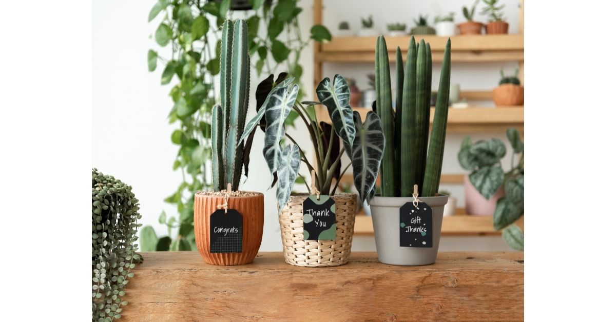 Houseplant Boom