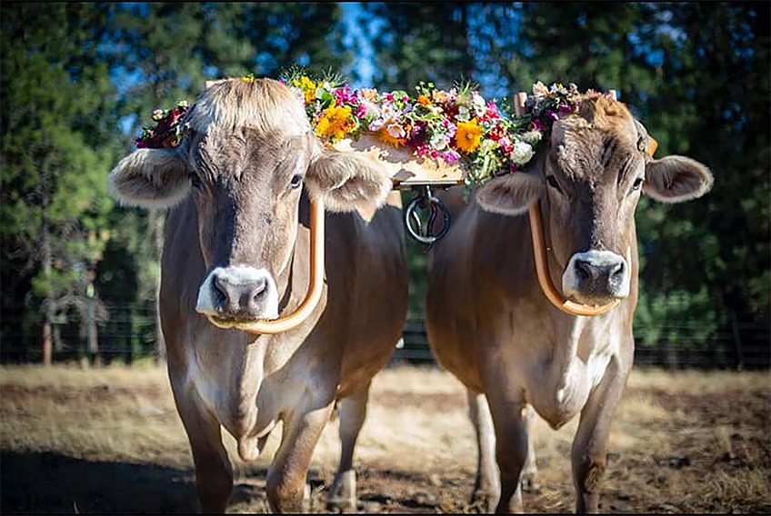 cows with flowers