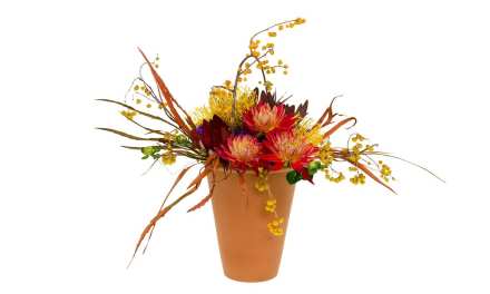 Dahlia Care and Handling