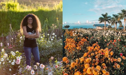 Meet the Woman Who Coaxes Dahlias to Grow in Hawaii