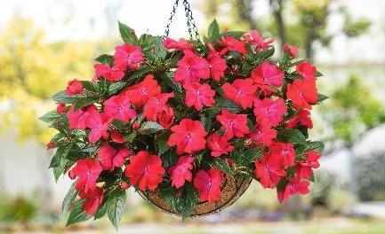 Danziger Showcases New Innovative Breeding