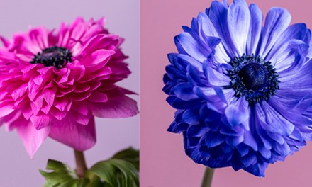 Rosaprima launches Anemone Levante Collection
