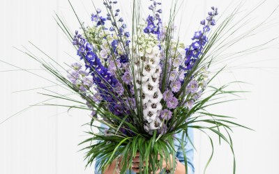 Lilygrass  Grown with care