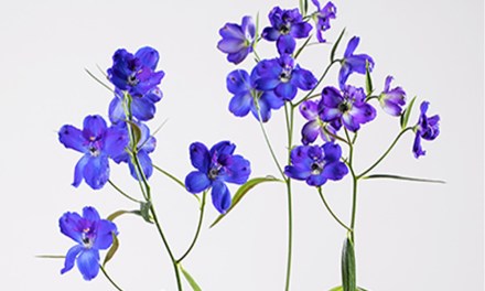 Duel of the Delphiniums