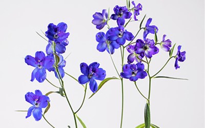 Duel of the Delphiniums