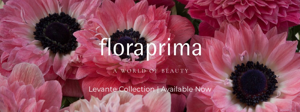 banner ad for rosaprima