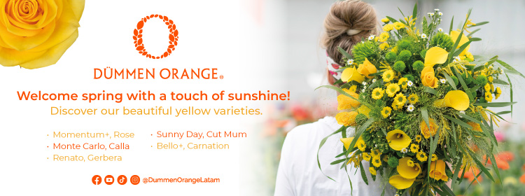 digital ad Dummen orange