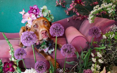 Pets and Petals
