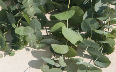 Continental Floral Greens & Kendall Farms Announce Partnership